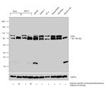 OPA1 Antibody