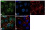 PCBD1 Antibody in Immunocytochemistry (ICC/IF)