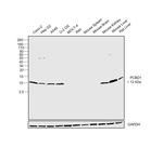 PCBD1 Antibody in Western Blot (WB)