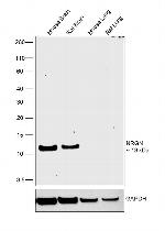 NRGN Antibody in Western Blot (WB)