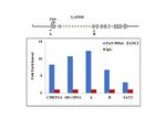 FANCI Antibody in ChIP Assay (ChIP)