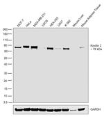 Kindlin 2 Antibody in Western Blot (WB)