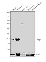 GNAO1 Antibody