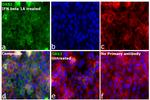 OAS3 Antibody in Immunocytochemistry (ICC/IF)