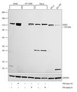 OAS3 Antibody in Western Blot (WB)