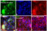 OAS3 Antibody in Immunocytochemistry (ICC/IF)