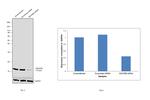 NDUFB6 Antibody