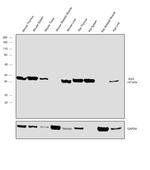 Arp3 Antibody