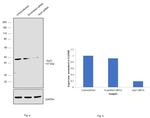 Arp3 Antibody