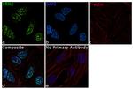 XRN2 Antibody in Immunocytochemistry (ICC/IF)