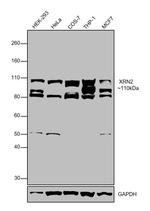 XRN2 Antibody in Western Blot (WB)