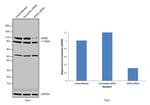 XRN2 Antibody