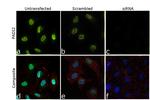 PADI2 Antibody in Immunocytochemistry (ICC/IF)