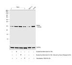 GMNN Antibody in Western Blot (WB)