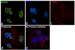 SAM68 Antibody in Immunocytochemistry (ICC/IF)