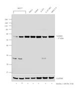 SAM68 Antibody in Western Blot (WB)