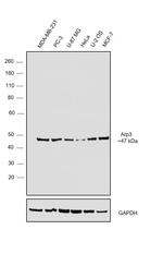 Arp3 Antibody in Western Blot (WB)