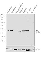 Arp3 Antibody in Western Blot (WB)