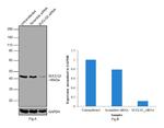 SUCLG2 Antibody in Western Blot (WB)