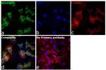 NDUFAF2 Antibody in Immunocytochemistry (ICC/IF)