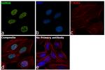 SAM68 Antibody in Immunocytochemistry (ICC/IF)