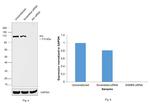 SAM68 Antibody in Western Blot (WB)