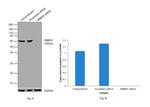 RBBP5 Antibody in Western Blot (WB)