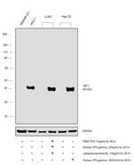 IRF1 Antibody