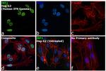 IRF1 Antibody in Immunocytochemistry (ICC/IF)