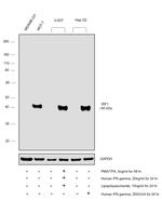 IRF1 Antibody in Western Blot (WB)