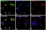 BHLHB5 Antibody in Immunocytochemistry (ICC/IF)