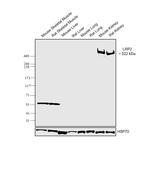 LRP2 Antibody in Western Blot (WB)