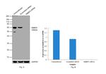 RBBP5 Antibody in Western Blot (WB)