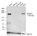 ROBO1 Antibody in Western Blot (WB)