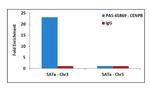 CENPB Antibody in ChIP Assay (ChIP)