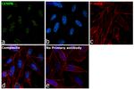 CENPB Antibody in Immunocytochemistry (ICC/IF)