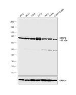 CENPB Antibody in Western Blot (WB)