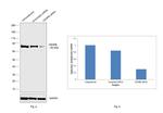 CENPB Antibody in Western Blot (WB)