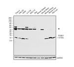 PCBD1 Antibody in Western Blot (WB)