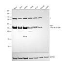 TEF1 Antibody in Western Blot (WB)