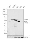 ETV5 Antibody in Western Blot (WB)