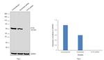 ETV5 Antibody in Western Blot (WB)