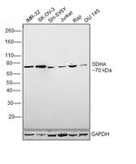 SDHA Antibody in Western Blot (WB)