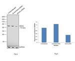 SDHA Antibody in Western Blot (WB)