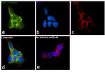 beta-1 Adaptin Antibody in Immunocytochemistry (ICC/IF)