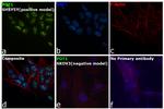 POT1 Antibody in Immunocytochemistry (ICC/IF)