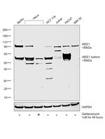 WEE1 Antibody in Western Blot (WB)