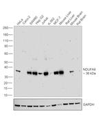 NDUFA9 Antibody in Western Blot (WB)