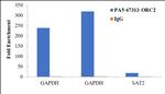 ORC2 Antibody in ChIP Assay (ChIP)