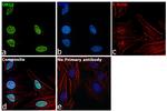 ORC2 Antibody in Immunocytochemistry (ICC/IF)